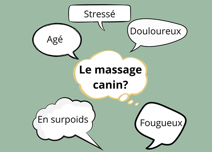 chien âgé, stressé, douloureux