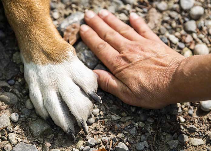 compréhension et harmonie homme/chien