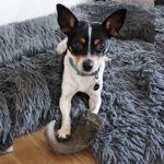 séance de mastication, bien être animal