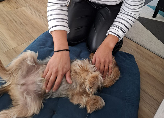 séance de massage canin de détente à domicile Gradignan