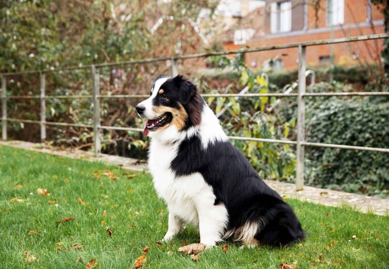 Comprendre le gène MDR1 chez le chien