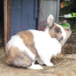 enclos extérieur lapin en semi liberté