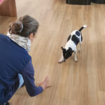 séance individuelle de médiation par l animal
