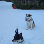 partage inter espèces